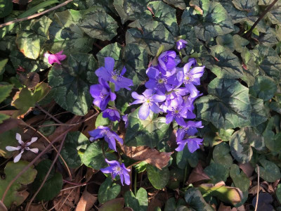 hepatica-blue-jewel1.jpg