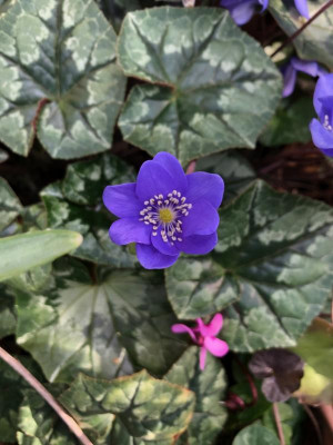 hepatica-blue-jewel.jpg