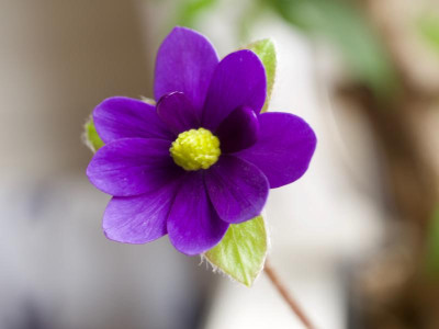 hepatica-millstream-merlin.jpg