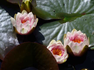 seleger_moor_seerose3.jpg
