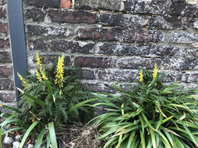 corydalis-cheilanthifolia.jpg