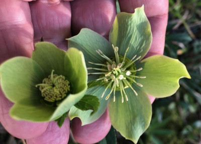 helleborus-species-kalabrien2.jpg
