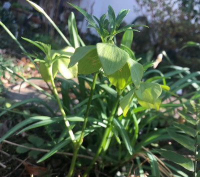 helleborus-abruzicus1.jpg