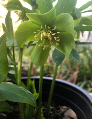 helleborus-odorus-saemling.jpg