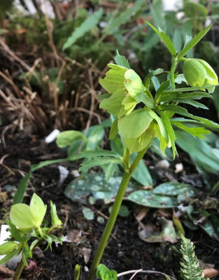 helleborus-viridis1.jpg