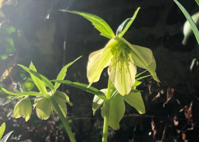 helleborus-bocconei2.jpg