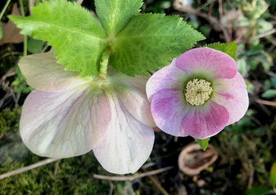 helleborus-rosa.jpg