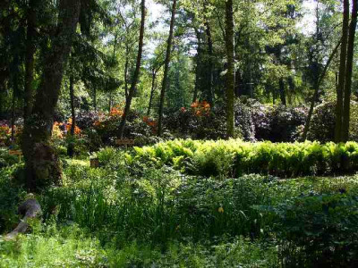 seleger_moor_farn_wald.jpg