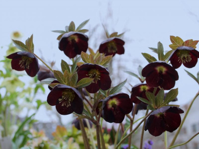 helleborus-naomi.jpg