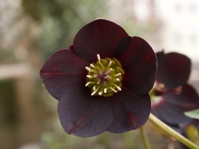 helleborus-naomi-detail.jpg