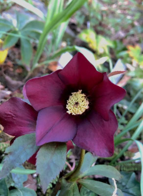 helleborus-samtrot.jpg