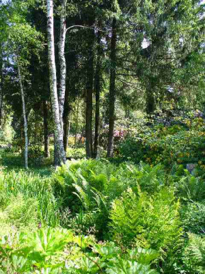 seleger_moor_farn_wald1.jpg