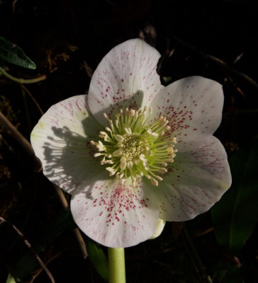 _helleborus-weiss-speckled.jpg