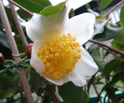 Yunnanensis.jpg