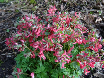 Corydalis solida GP Baker March 2019.JPG