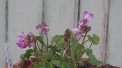 Orchid Pink.JPG