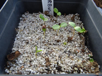 Sorbus alnifolia Germination March 2019.JPG