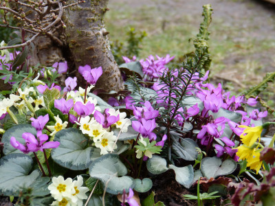 2019-03-09 Gartenbesuch 2.jpg