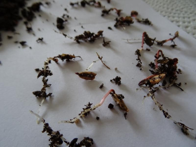 Sequoiadendron giganteum Germination March 2019.JPG