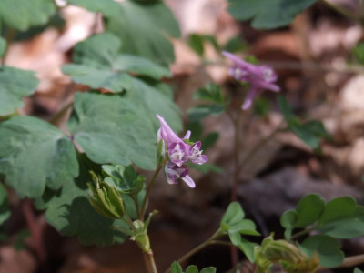 DSCF5179.JPG