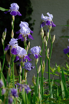 iris_20.5.07.jpg