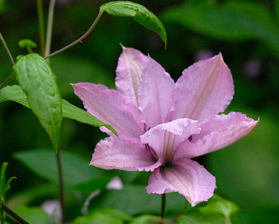 comtesse-de-bouchaud.jpg