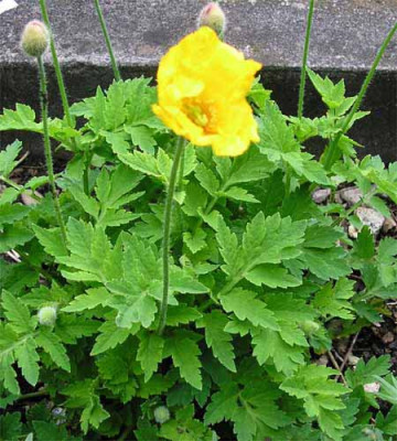 Wald-Scheinmohn.JPG