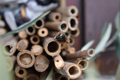 bienenhochzeit 020.JPG