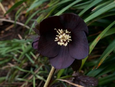 helleborus-dunkel-janke.jpg