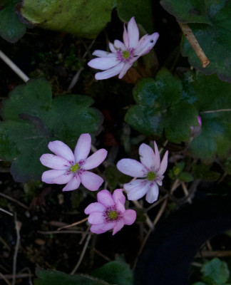 hepatica-schwanensee.jpg