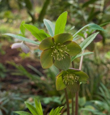 helleborus-torquatus-saemling2.jpg