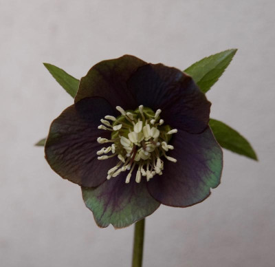 helleborus-atrorubens.jpg