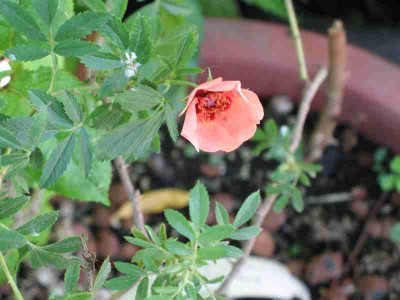 IMG_1677a.jpg