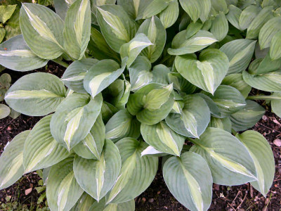 hosta_striptease_u.jpg