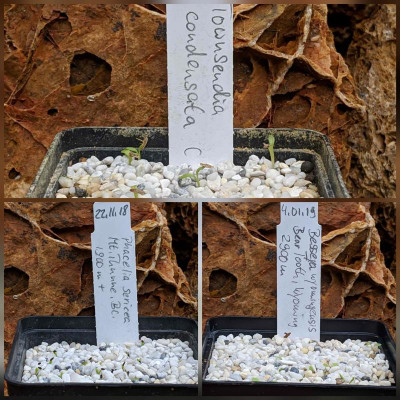T.condensata + P.sericea + Besseya wyomingensis .jpg