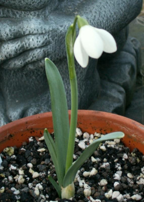 G. n. Dickerchen.JPG