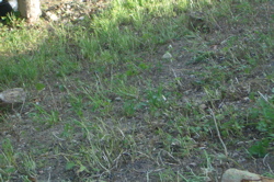 CIMG2583.jpg
