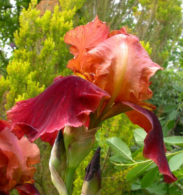 Unbekannte_Iris_Braun-Orange.jpg
