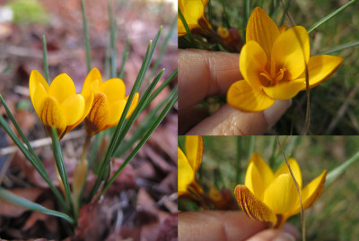 Krokus_unbekannt.jpg