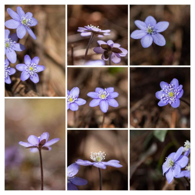 IMG_8213-COLLAGE.jpg