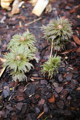 Tenuifolia 10.03.19.JPG
