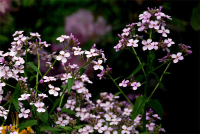 Hesperis-zart-lila-k.jpg
