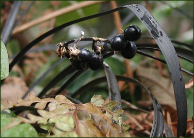 Ophiopogon.JPG