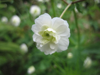 Ranunculus_aconitifolium_49572.jpg