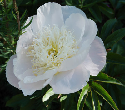 Carrara_P_4980_90.jpg