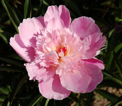 Prairie_Afire_P_4978_90.jpg