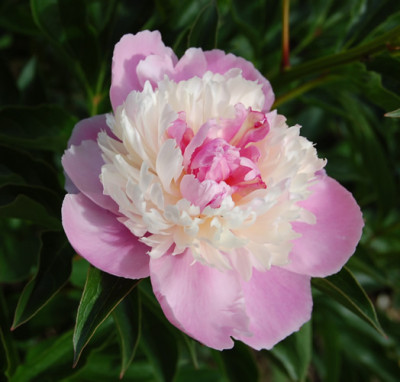 Sorbet_P_5183_90.jpg