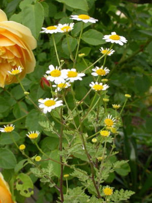 Tanacetum_1.jpg