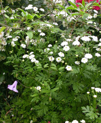 Tanacetum_grunblattrig.jpg