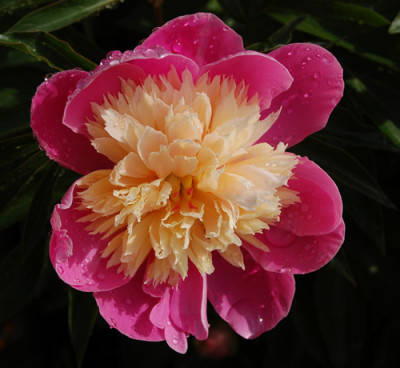 Bowl_of_Beauty_S1_4723_90.jpg